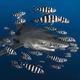 Un tiburón oceánico de puntas blancas rodeado de peces piloto. Imagen: Greg Lecoeur / UPY 2018